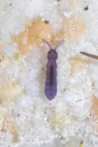 Vertagopus arboreus